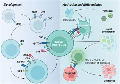 Landscapes and mechanisms of CD8+ T cell exhaustion in gastrointestinal cancer